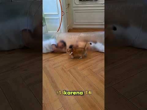 Koko Bingung! Babu dan Adik Babu Pingsan di Dalam Pipa AC #shorts #kucing