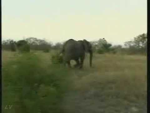Breeding Herd of Elephant Pt.1  07-03-08  5.17 pm CAT