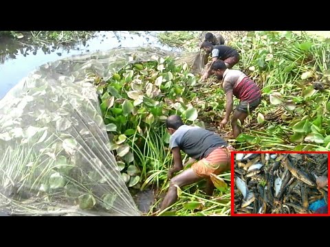 Most Satisfying Cast Net Fishing Video Catch Tons of Fish Traditional Net Catch Fishingon|mast Dhara