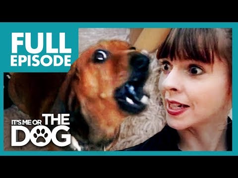 Miniature Dachshund With Big Attitude: Rufus 🌭| Full Episode | It's Me or The Dog