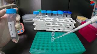 Zebrafish Plastic Section