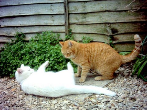 The quarreling Cats....