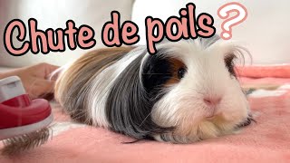 La perte de poils chez le cochon d'Inde - Causes possibles et traitements!