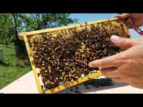 How I deal with a WEAK laying worker honey bee hive.