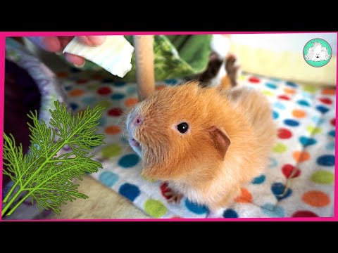 YouTube video about: Can guinea pigs eat fennel?