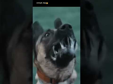 kif kif remix (cheb bilal & moro ft profit za3im)كيف كيف لي زهرو طافي شاب بلال  #shorts