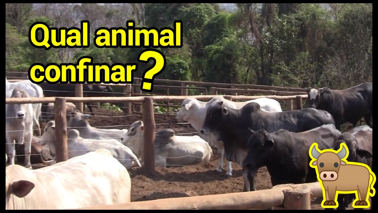 Qual animal confinar: machos inteiros, castrados ou fêmeas?