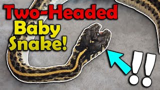 Our Snake Gave Birth to a Double-Headed Baby!