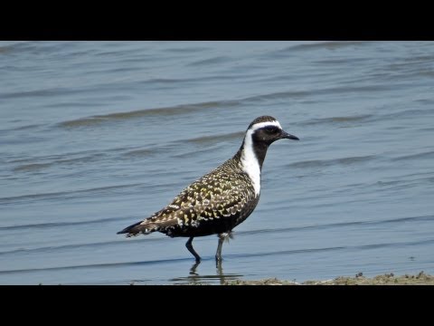 Amerikaanse goudplevier / American Golden Plover