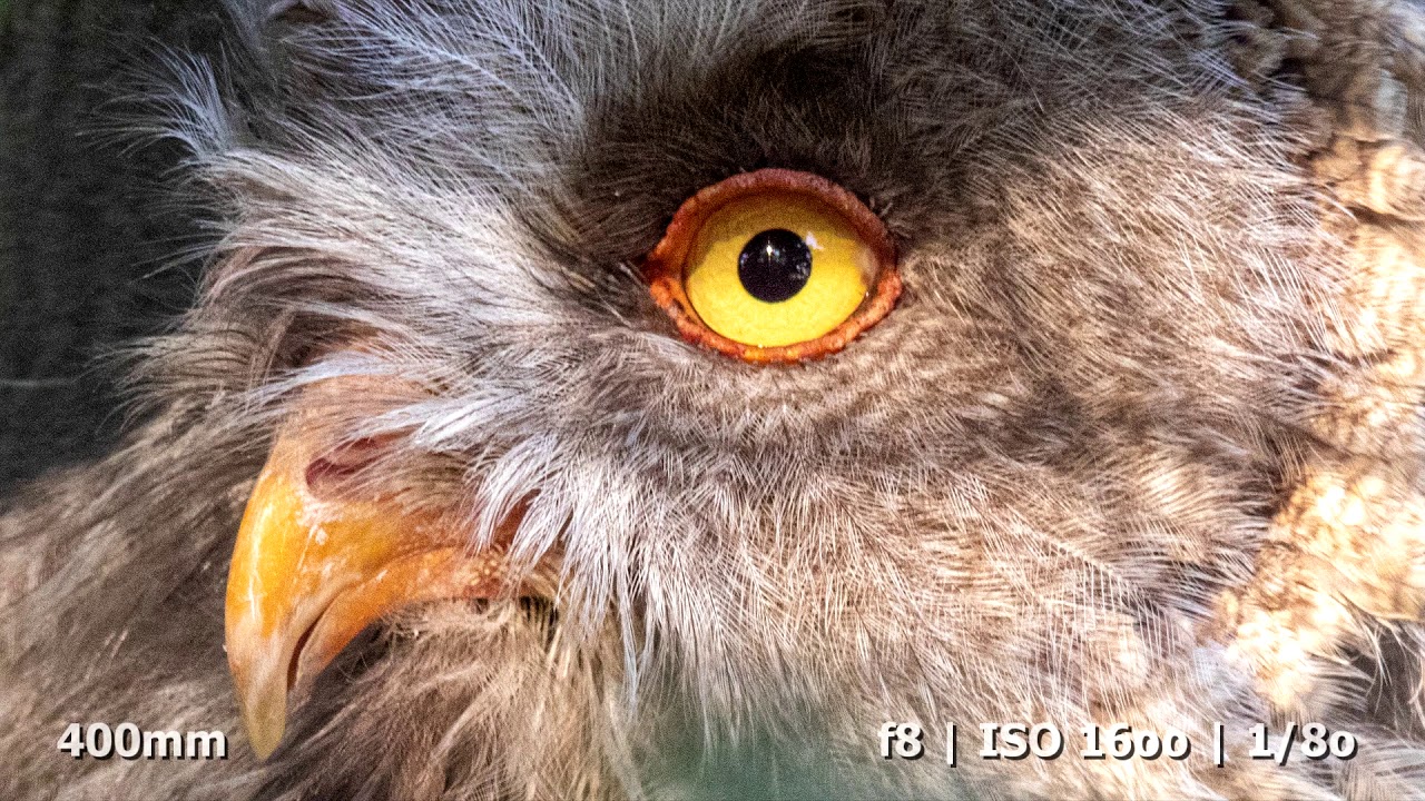 Tamron 150-600mm f5-6.3 Di VC USD G2 | Photo & Video-Test