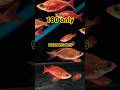 180 only scarlet rainbow fish #kolkata khas aqua #viralreels #viralshorts #shorts #ytshots #tranding