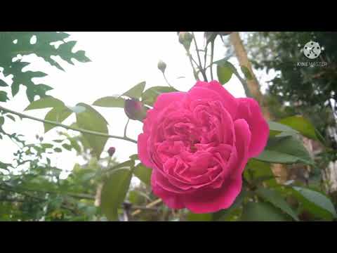 Blooming a rose Timelapse 🌹🌹🌹