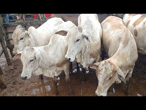 FEIRA DE GADO DE CAMPO GRANDE-AL 19/09/2026 #nordeste 
