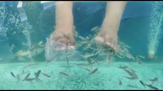 #fish 🐠🐋🐟#chinnapillallu #viral video #trending 🔥🔥#funny 🤣