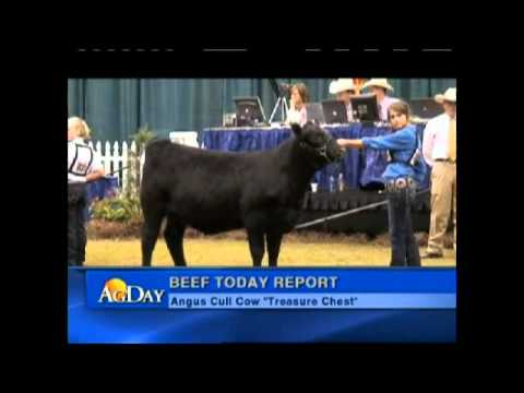Beef Today Report: Cattle Futures Fall