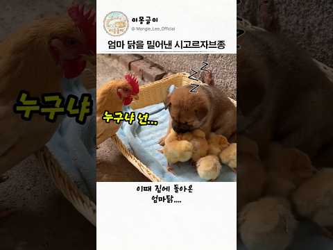 엄마 닭을 밀어낸 시고르자브종