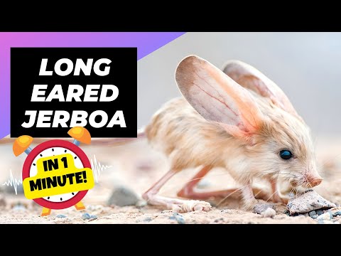 Long-Eared Jerboa - In 1 Minute! 🐭 One Of The Cutest And Exotic Animals In The World