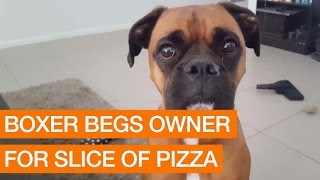 Boxer Begs Owner For Slice Of Pizza