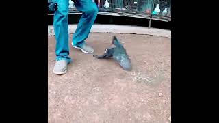 Download lagu merpati unik guling guling #merpati #youtubeshorts #viralshort #viralshorts mp3