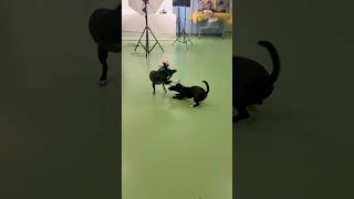 Video preview image #1 Chiweenie Puppy For Sale in Phoenix, AZ, USA