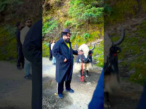 Yak की Sawari😂 II #sevengers #comedy #shorts