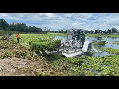 Sumaron una cosechadora acuática para retirar los repollitos en el lago del Sur