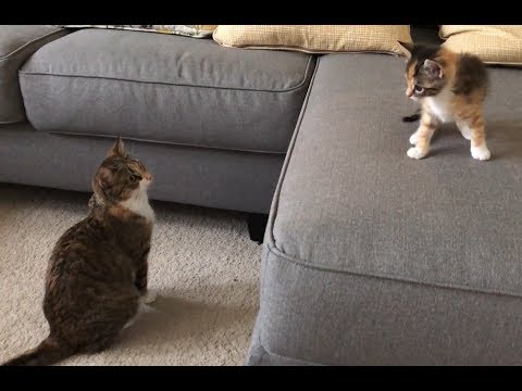 Cats Reacting to the New Kitten