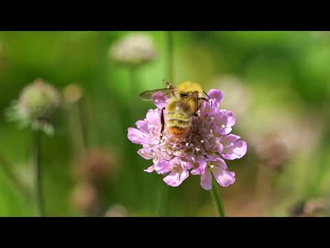 クラウティアの花にコマルハナバチとハキリバチ