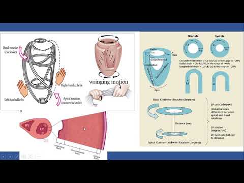 Strain Echocardiography part II: General concept