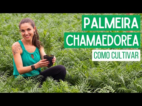 PALMEIRA CHAMAEDOREA 🌿 COMO CULTIVAR