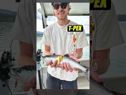 Shaver Lake Fishing Report | July 2026
