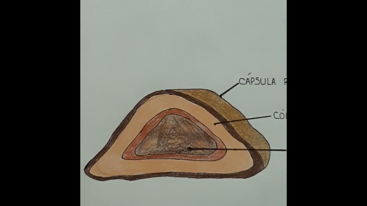 Eixo Hipotalamo Hipofise Adrenal HHA. Fisiologia e Histologia.