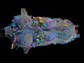 Janelia scientists and collaborators unveil fruit fly nerve cord connectome