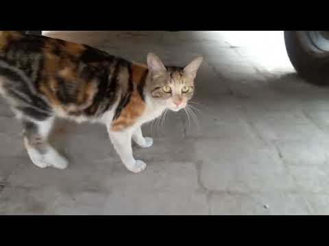 The cutest one cat is so wonderful and cool happy for mood cat