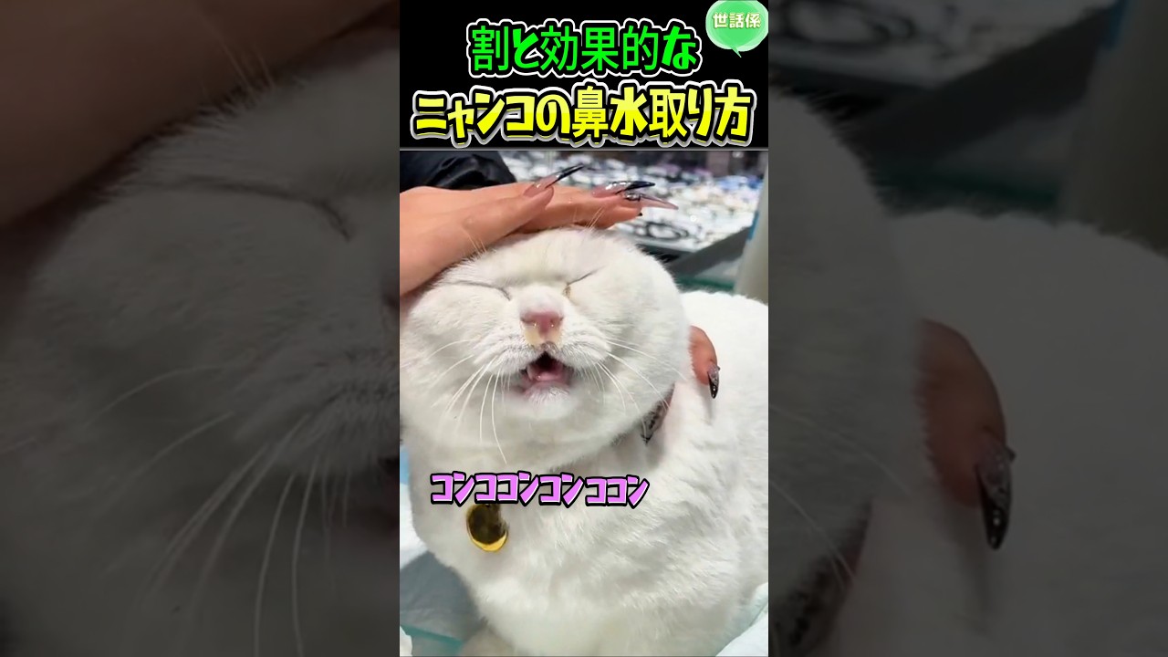 コンコンコンされるニャンコ