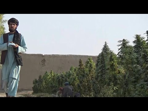 Under Taliban rule, no changes so far for cannabis farmers | AFP