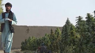 Under Taliban rule no changes so far for cannabis 