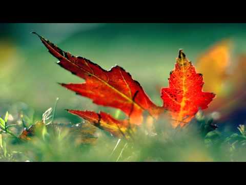 Temporal - Fall Silently (Ft.Veela)