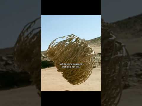 David Attenborough - Resurrection Plant, Totally Amazing Nature