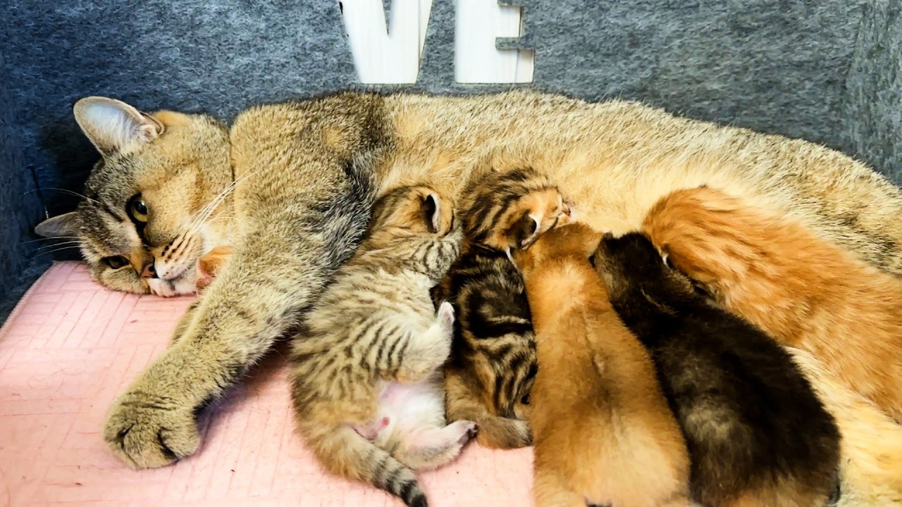 Mother cat gently hugs her foster baby while she feeds her kittens