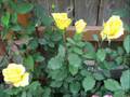 "Let Us Love in Peace" from "The Beautiful Game"