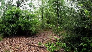 Texas Morning Nature Sounds