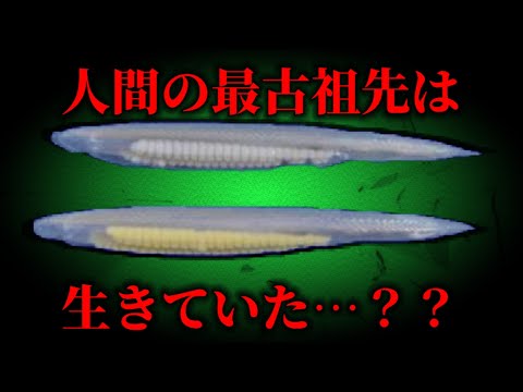 ブランキオストマ ランセオラタム