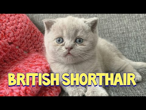 Lovely British Shorthair Kitten With Blue Eyes