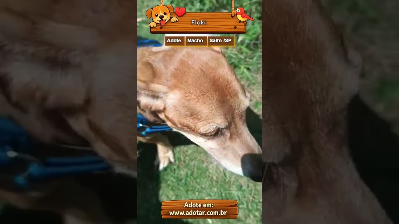 Cachorro raça SRD-ViraLata idade 6 ou mais anos nome Floki