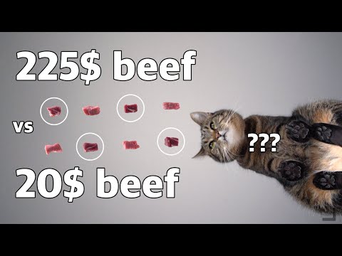 Cat eating expensive Wagyu Beef vs. cheap beef ASMR pt.II