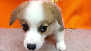 コーギーの動画01