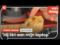 Jan de Rode Baardagame in de studio van 1Twente.