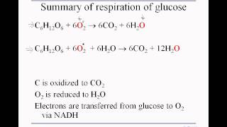 3 5 respiration glucoseoxidation