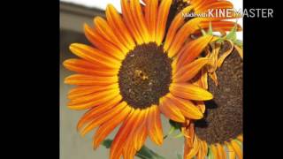 Sunflower video by Randy Keelin music by Glen Campbell